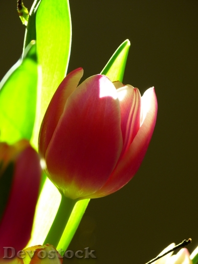 Devostock Tulip Blossom Bloom Pink 1