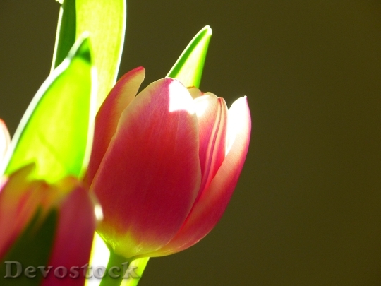 Devostock Tulip Blossom Bloom Pink 5