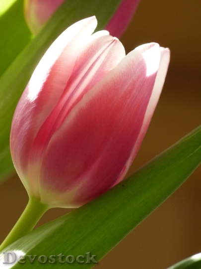 Devostock Tulip Blossom Bloom Pink 6