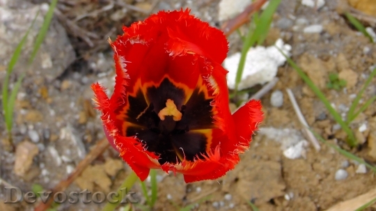 Devostock Tulip Blossom Bloom Red 0