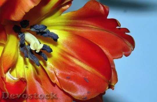 Devostock Tulip Blossom Bloom Section