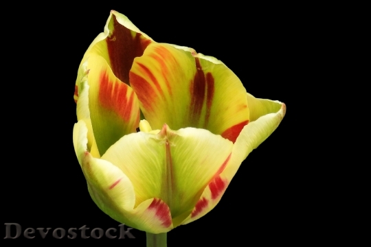 Devostock Tulip Blossom Bloom Spring 11