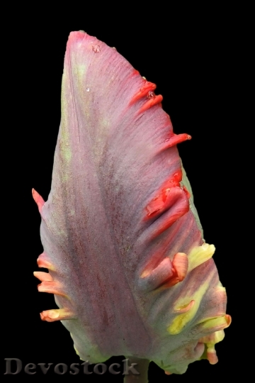 Devostock Tulip Blossom Bloom Spring 15