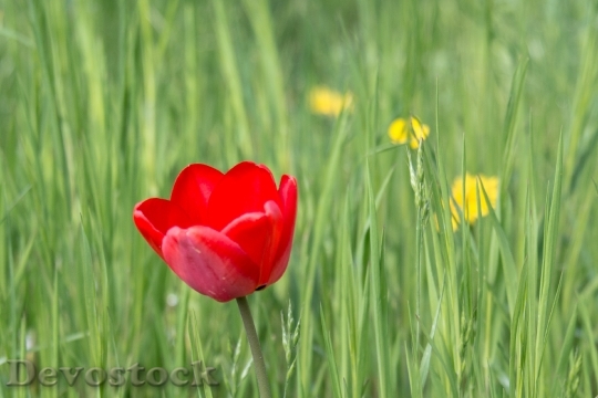Devostock Tulip Blossom Bloom Spring 3