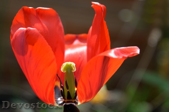 Devostock Tulip Blossom Bloom Spring