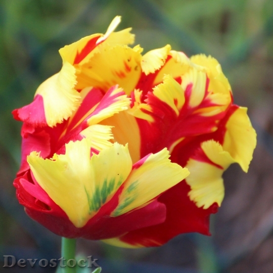 Devostock Tulip Blossom Bloom Tulpenbluete 0