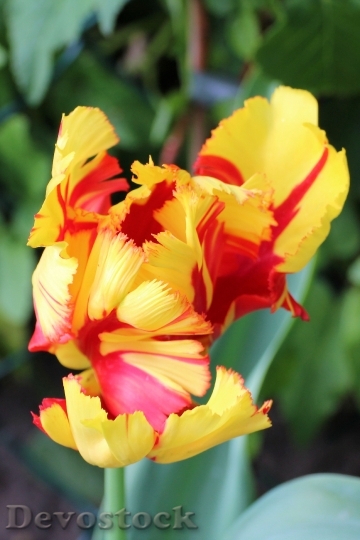 Devostock Tulip Blossom Bloom Tulpenbluete