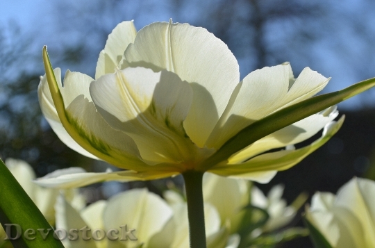 Devostock Tulip Blossom Bloom White 2