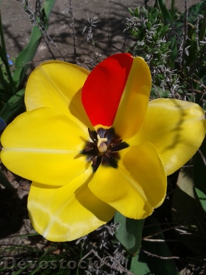 Devostock Tulip Blossom Bloom Yellow 0