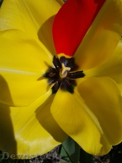 Devostock Tulip Blossom Bloom Yellow 1
