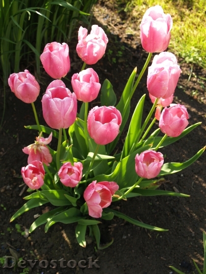 Devostock Tulip Bouquet Bed Pink