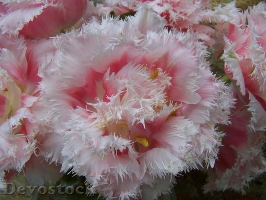 Devostock Tulip Bouquet Pale Pink
