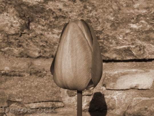 Devostock Tulip Bud Sepia 1646937