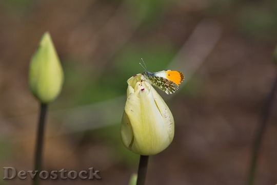 Devostock Tulip Butterfly Tulips Flower