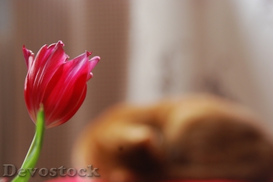 Devostock Tulip Cat Red Spring