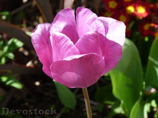 Devostock Tulip Close Up Single