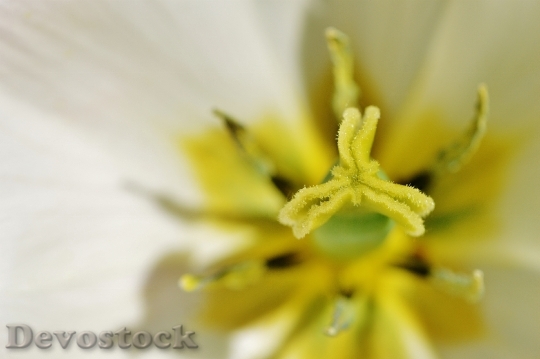 Devostock Tulip Close White Yellow 0