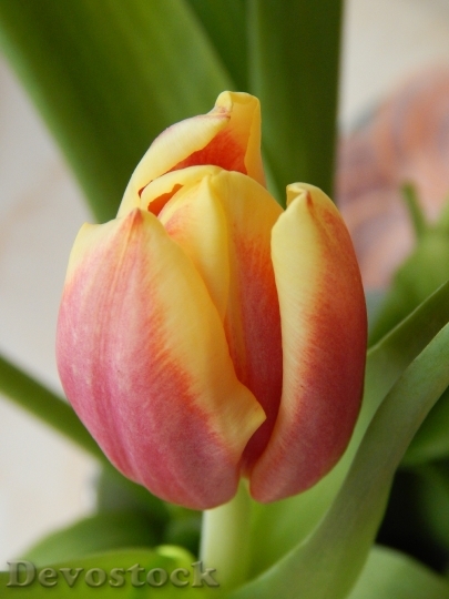 Devostock Tulip Cup Colored Flower