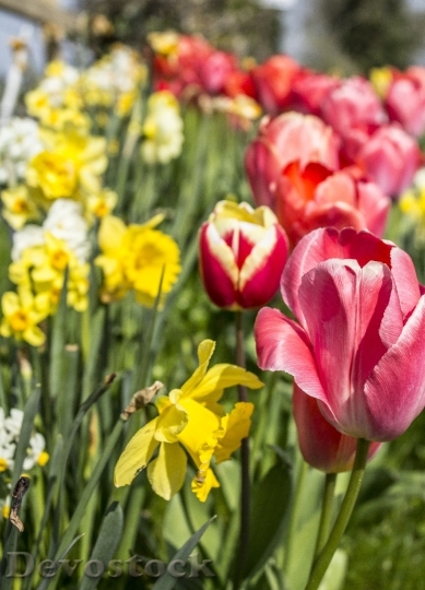 Devostock Tulip Daffodil Flower Spring 0