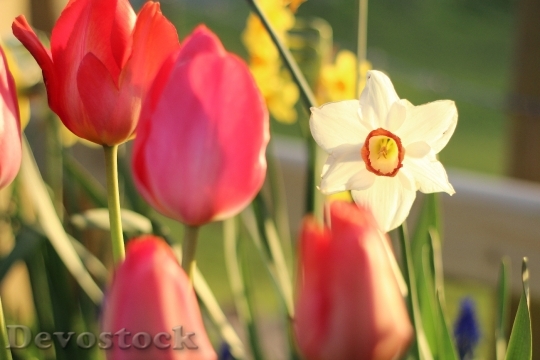 Devostock Tulip Daffodil Flower Spring