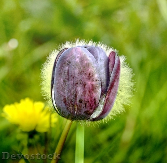 Devostock Tulip Dandelion Abstract 839911
