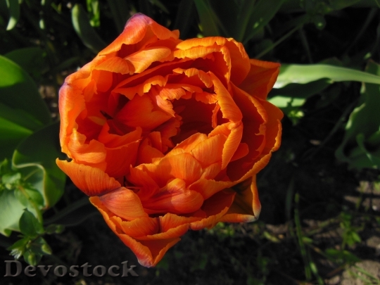 Devostock Tulip Double Tulips Orange
