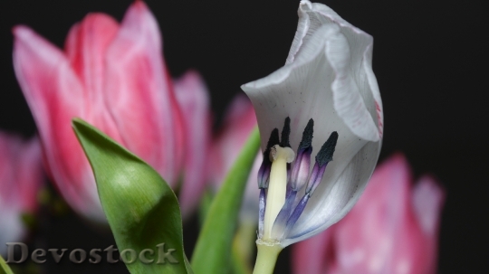 Devostock Tulip Faded Flowers Ovule