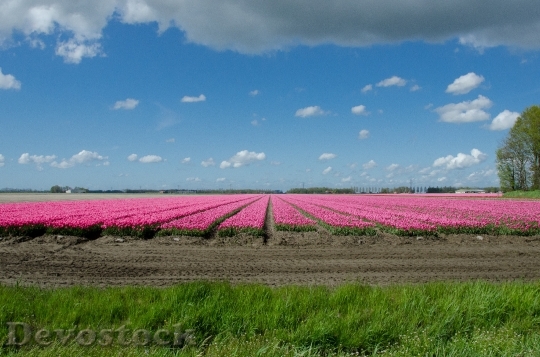 Devostock Tulip Field Dutch Holland