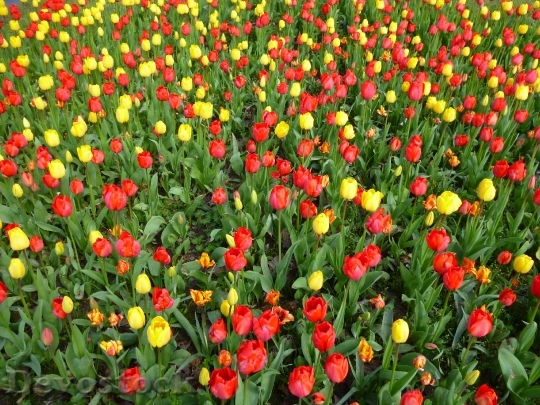 Devostock Tulip Field Spring Flowers
