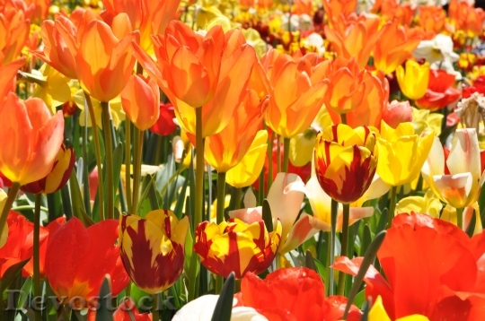 Devostock Tulip Field Spring Mainau