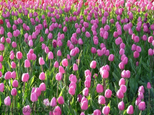 Devostock Tulip Field Tulips Pink 0