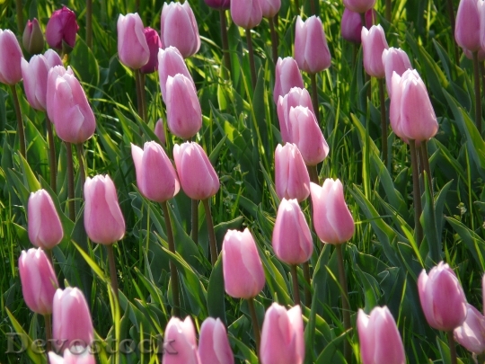 Devostock Tulip Field Tulips Pink 2