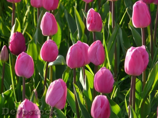 Devostock Tulip Field Tulips Pink