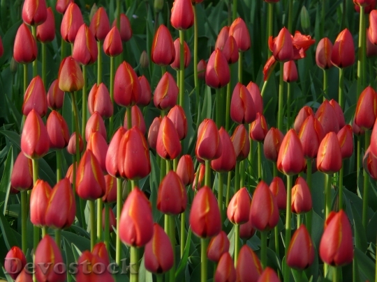 Devostock Tulip Field Tulips Red 1