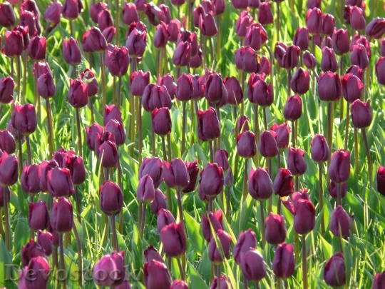 Devostock Tulip Field Tulips Violet 1