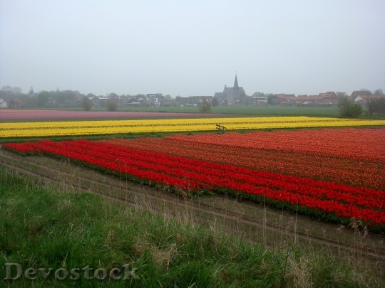 Devostock Tulip Fields Colors Bulbs
