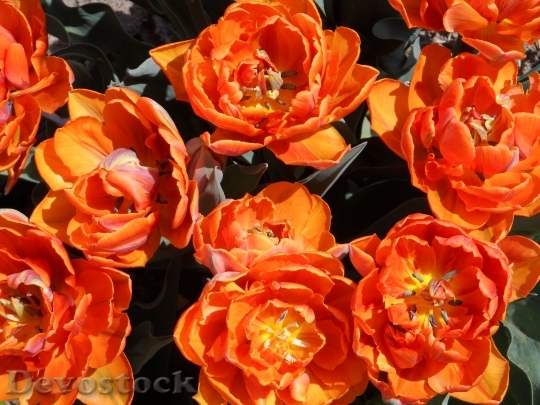 Devostock Tulip Filled Orange Bright