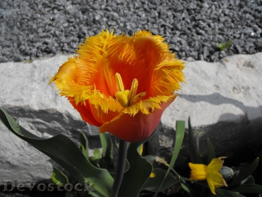 Devostock Tulip Flamed Spring Orange