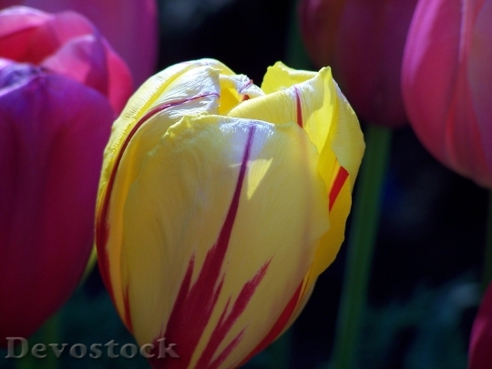 Devostock Tulip Floral Plant Natural 1