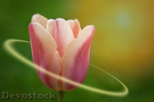 Devostock Tulip Flower Beautiful Pastel