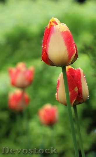 Devostock Tulip Flower Beauty Nature