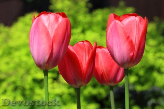 Devostock Tulip Flower Bloom Beauty