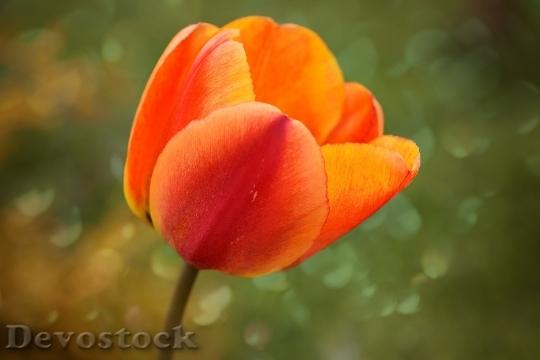 Devostock Tulip Flower Blossom Bloom 18