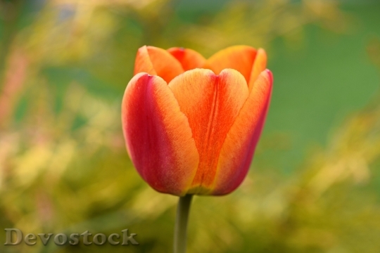 Devostock Tulip Flower Blossom Bloom 19