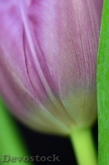 Devostock Tulip Flower Blossom Bloom 2