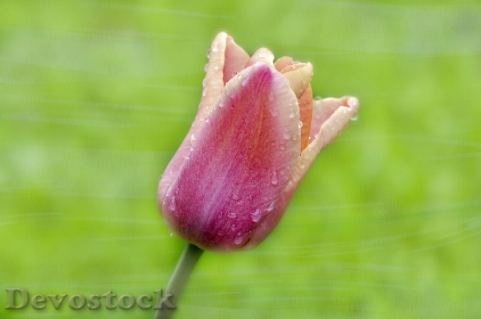 Devostock Tulip Flower Blossom Bloom 32
