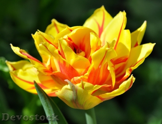 Devostock Tulip Flower Blossom Bloom 34
