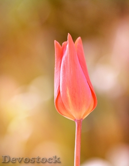 Devostock Tulip Flower Blossom Bloom 37