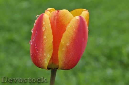 Devostock Tulip Flower Blossom Bloom 42