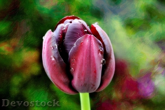 Devostock Tulip Flower Blossom Bloom 47